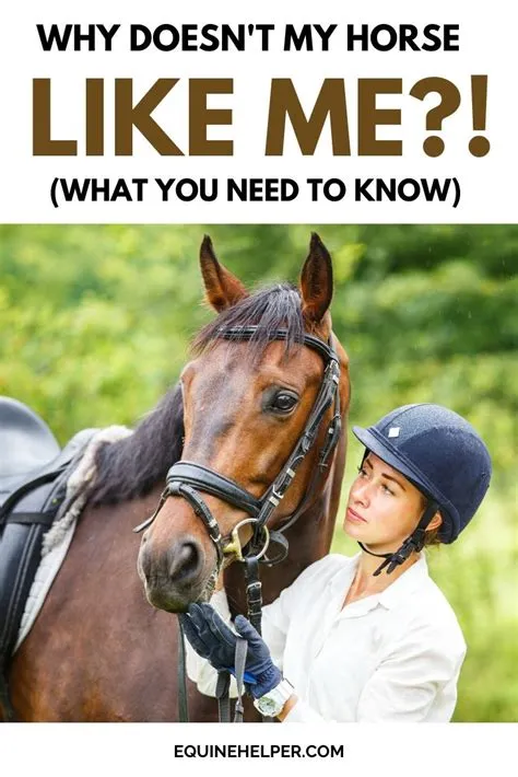 How do i know if a horse likes me?