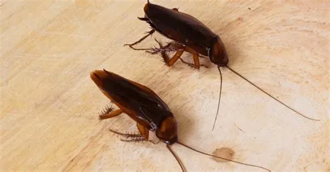 Why do cockroaches suddenly appear?