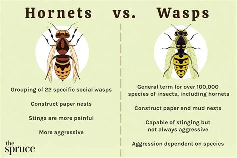 What is hornets gender?