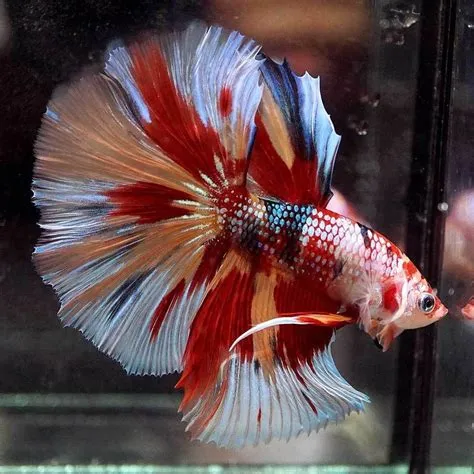 Is it good to gift fighter fish?