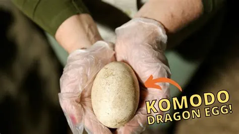 Who lays dragon eggs?