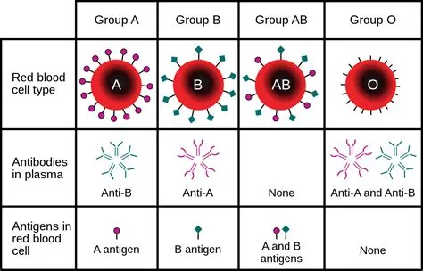 What is the 5th blood type?