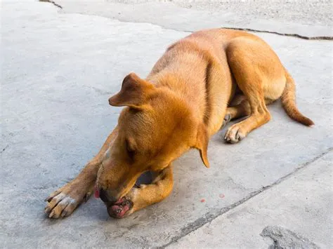 Can dog licks heal human wounds?