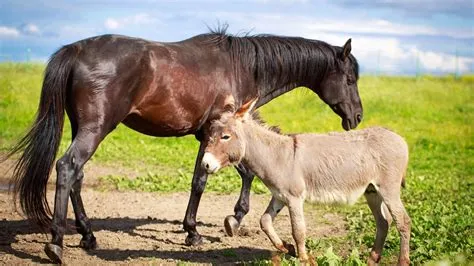 Is pony the breed of horse or donkey?