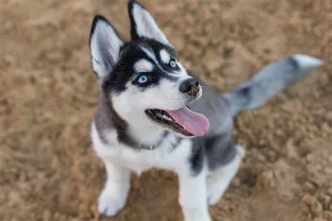 What dog looks like husky?