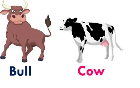 What gender is bull?