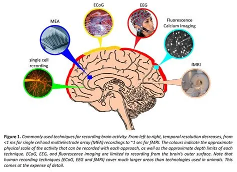 What activity uses most of the brain?