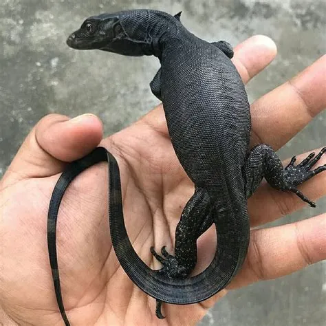 Can black dragons be pets?