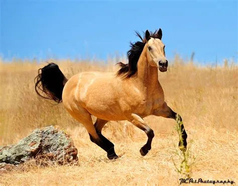 What is the only true wild horse?