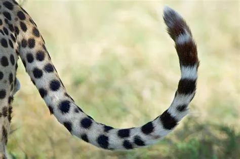 Why did the animals want tails?