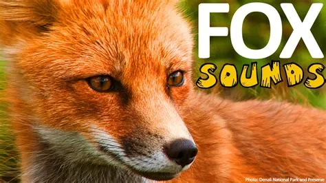 What noise scares off fox?