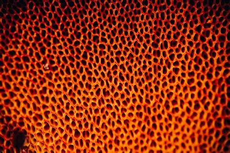 What is most trypophobia?