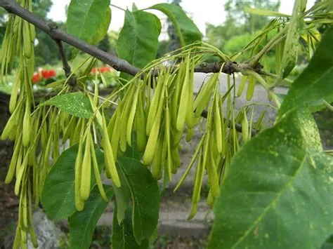 Is ash tree edible?