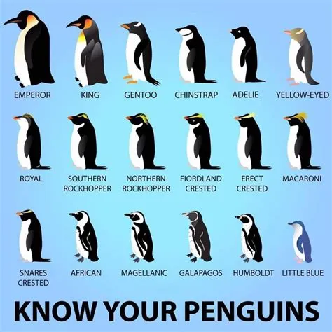 What is penguins real name?