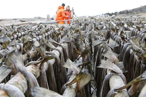 Can stockfish be eaten raw?