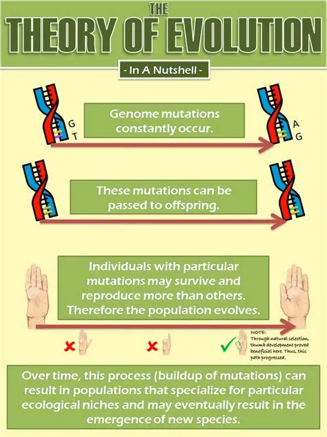 What is 2 rule in evolution?