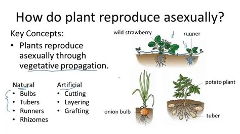 Are plants asexual?