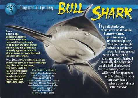 What does a bull shark card do?