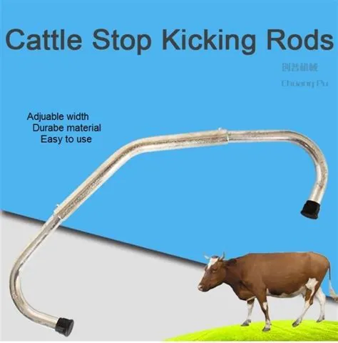 How do you avoid getting kicked by cattle?