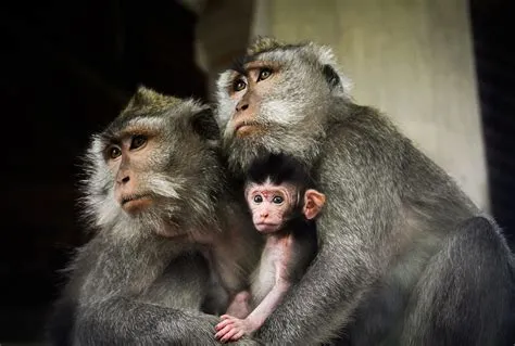 Can monkeys and humans breed?