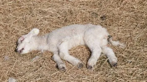 What age is lamb killed?