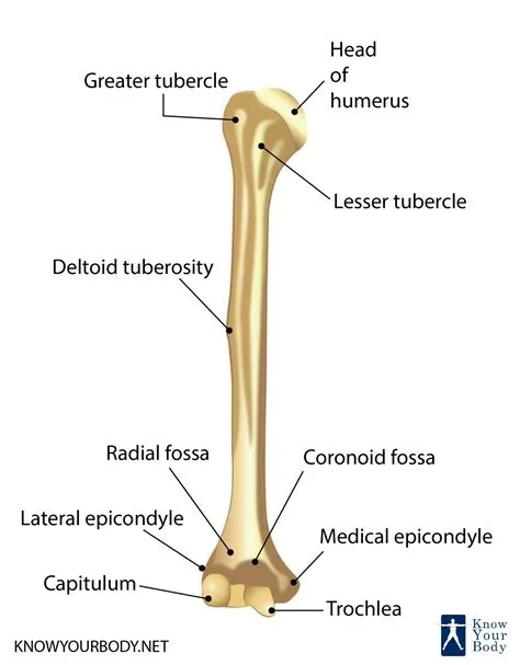 How did bone end?