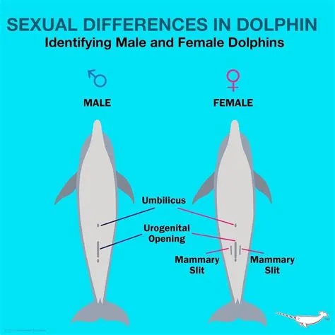 What is gender in dolphin?