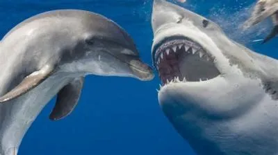 Why sharks fear dolphins?