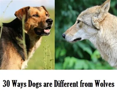 Are wolves stronger than dogs?