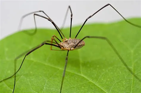 What does daddy long legs look like?