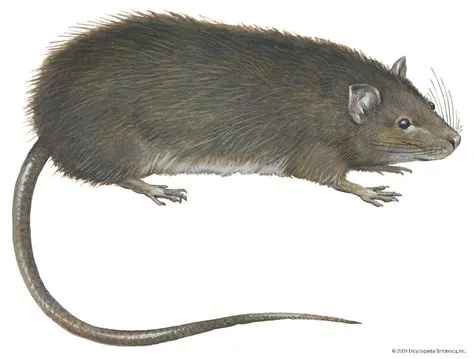 Is a bandicoot a rat or a mouse?