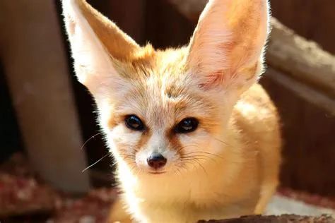 How do you get a fennec?