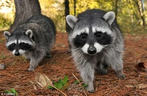 Does britain have racoons?