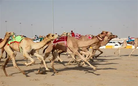 Can you bet on camel racing in dubai?