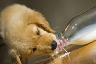 Is it ok for my dog to drink milk?