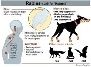 What is the virus of mad dog?