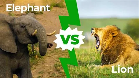 Who wins elephant or lion?