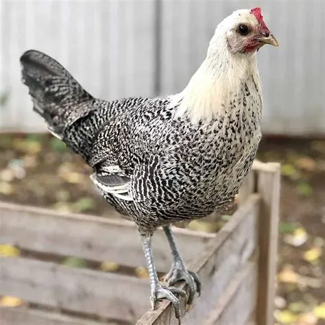 Can fayoumi chickens fly?