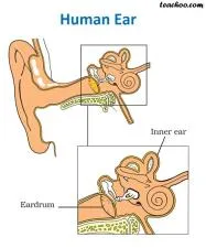 Can humans hear 12hz?