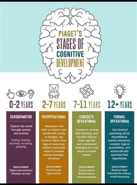 At what age is the brain the fastest?