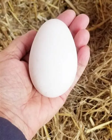 Is it ok to touch a goose egg?