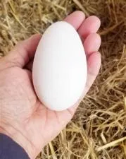 Is it ok to touch a goose egg?