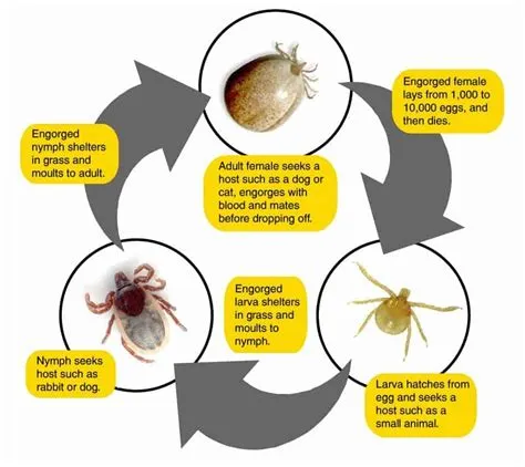 What is the lifetime of a tick?