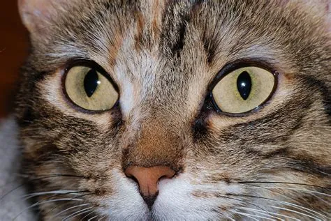 Will cats look you in the eye?