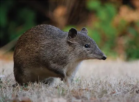 What australian animal is like a bandicoot?