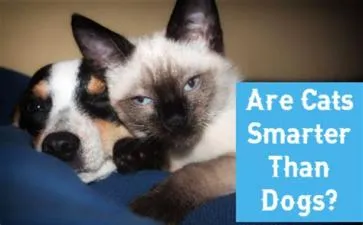 Which is smarter a cat or a dog?