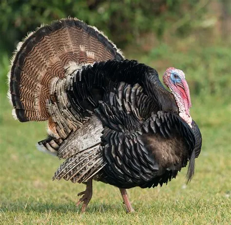 How do you calm an aggressive turkey?