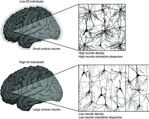 Does ptsd lower iq?