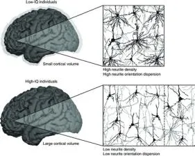 Does ptsd lower iq?