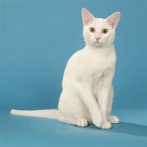 What is a russian white cat?